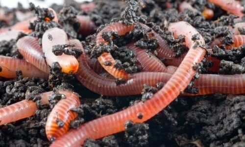 Как разводить калифорнийские черви в домашних условиях